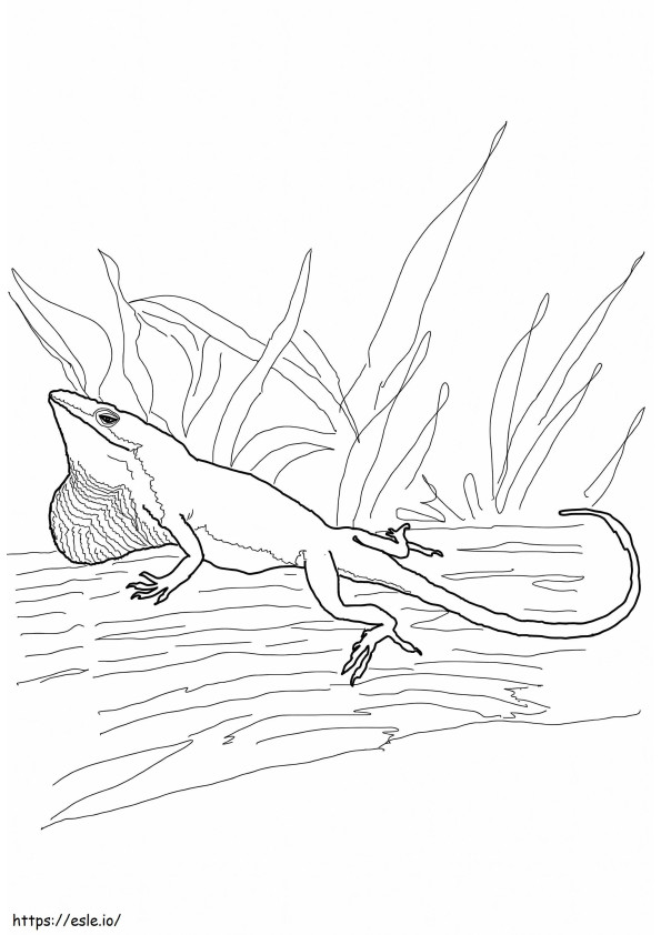 The Carolina Anole A4 coloring page