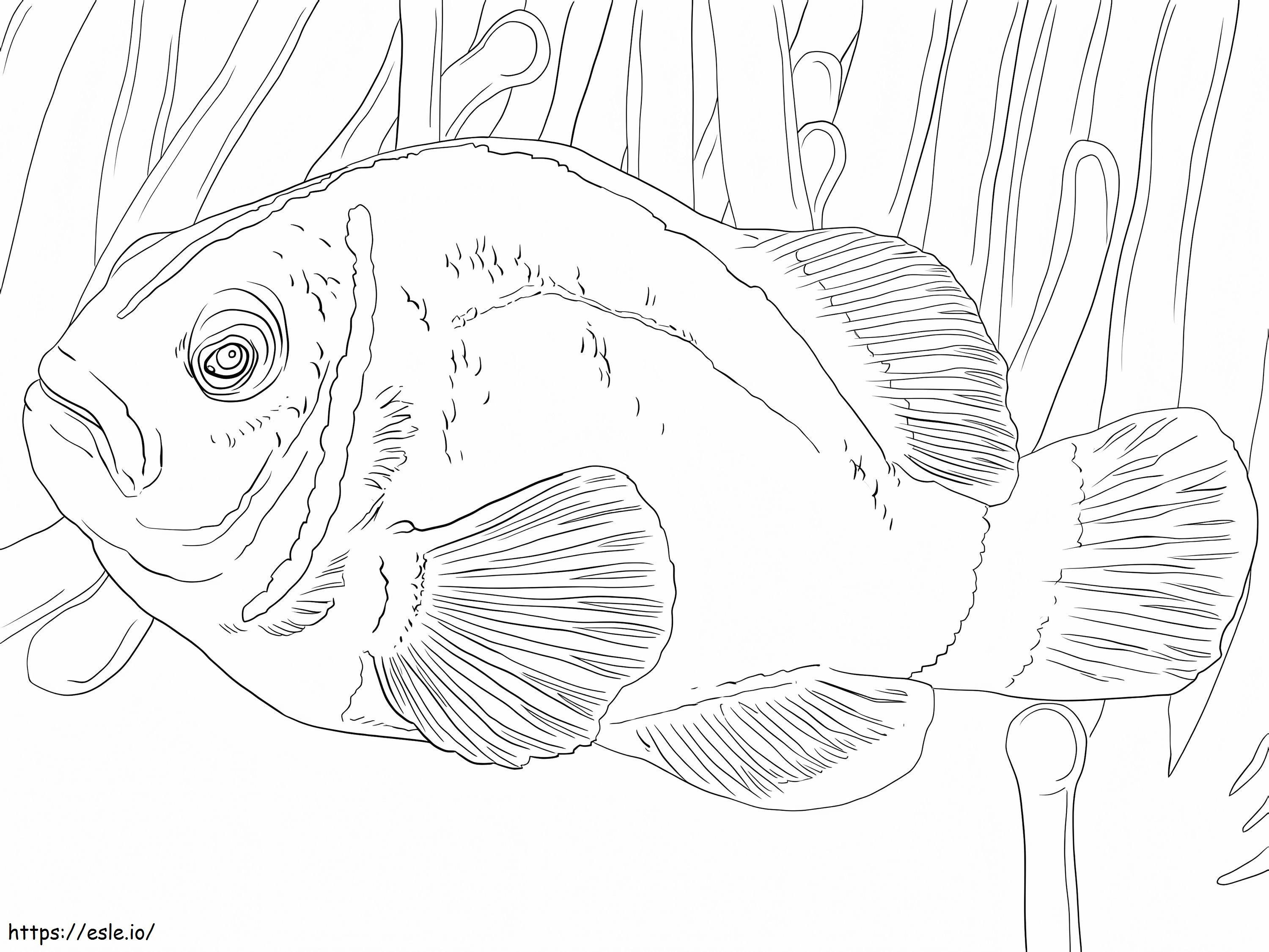 Pink Skunk Clownfish 1 coloring page