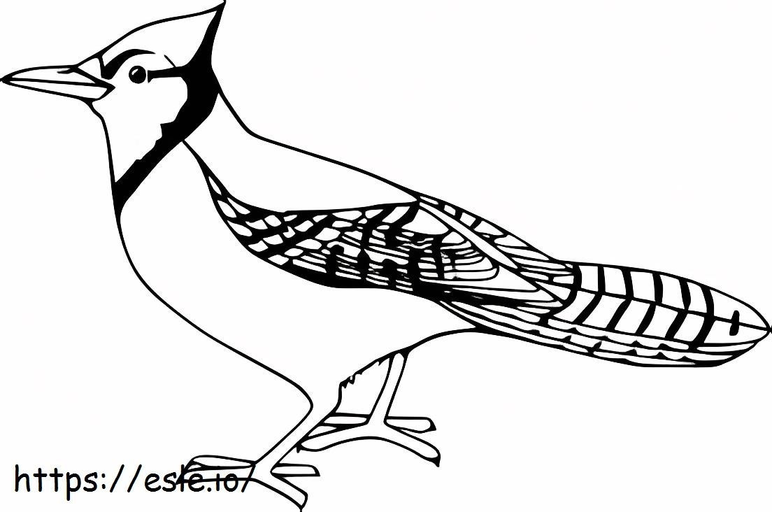 Coloriage grand oiseau geai à imprimer dessin