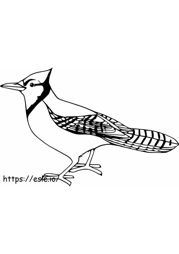 Coloriage grand oiseau geai à imprimer dessin