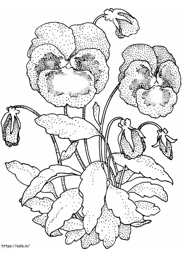 Free Printable Pansy coloring page