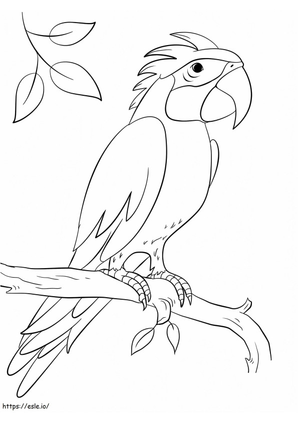 _Sisserou papuga na gałęzi A4 kolorowanka