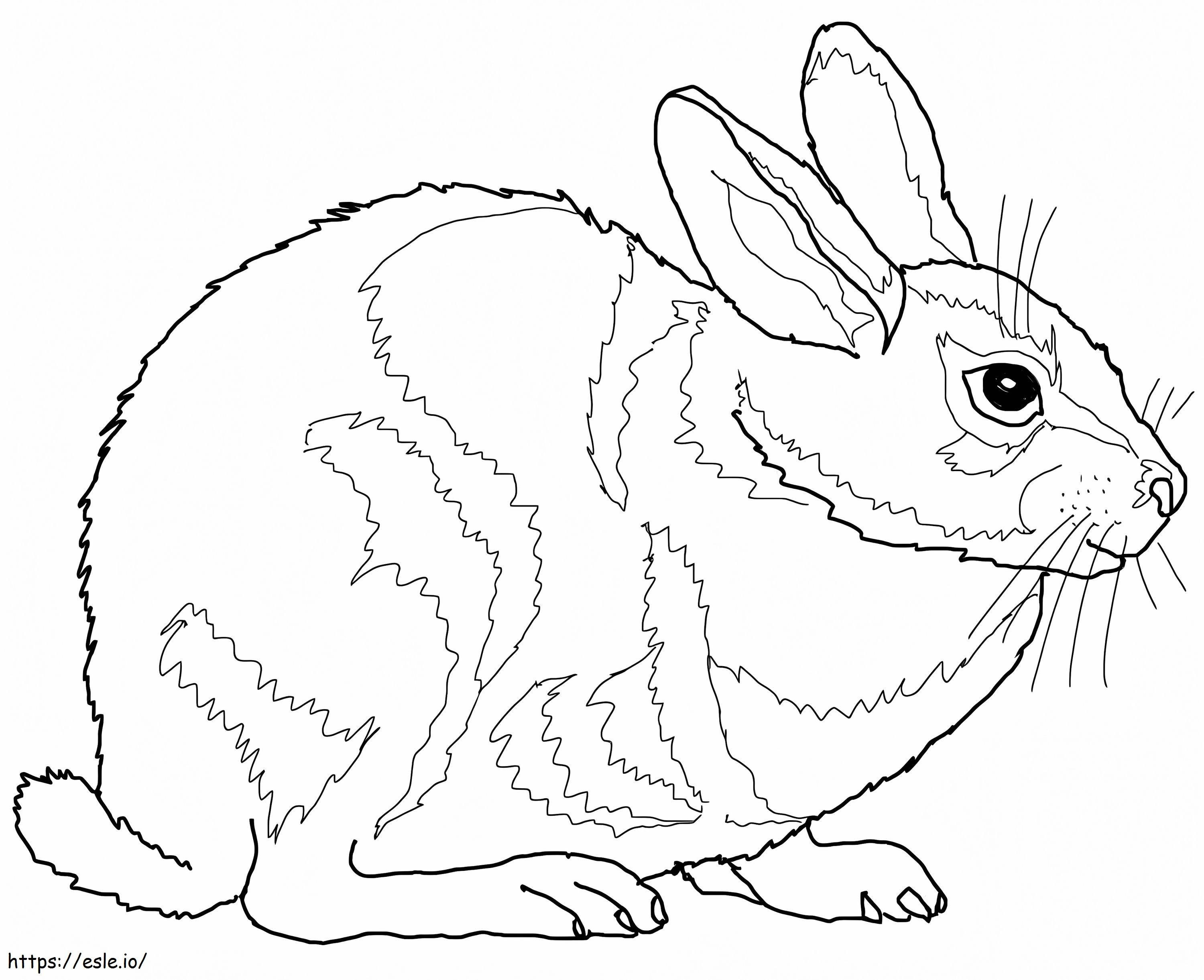 Conejo de cola de algodón oriental para colorear