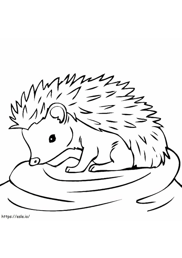 Baby Hedgehog coloring page