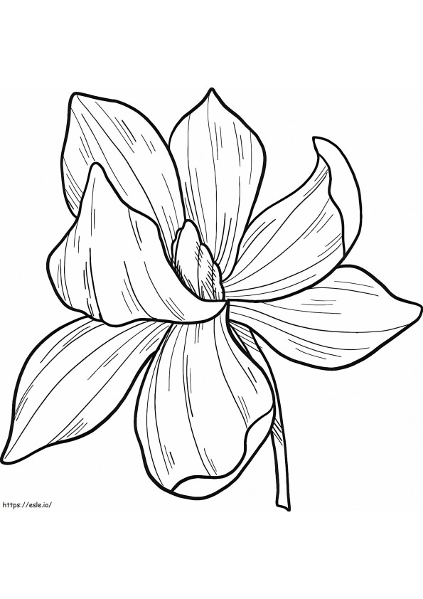 Flor de magnolia 10 para colorear