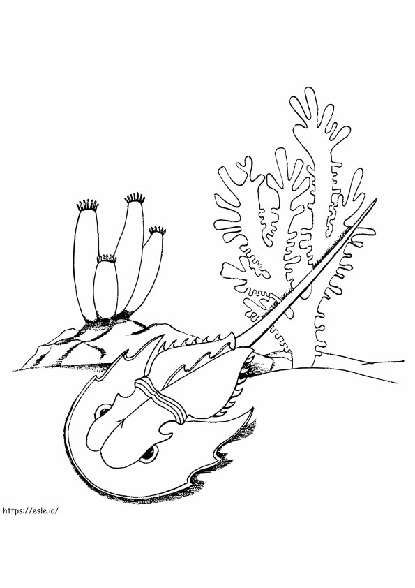 Coloriage Crabe en fer à cheval dans la mer à imprimer dessin