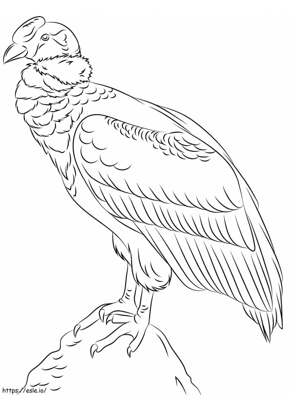 Condor pe o stâncă de colorat