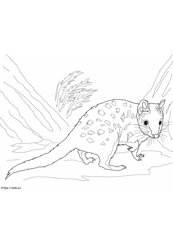 Eastern Quoll coloring page