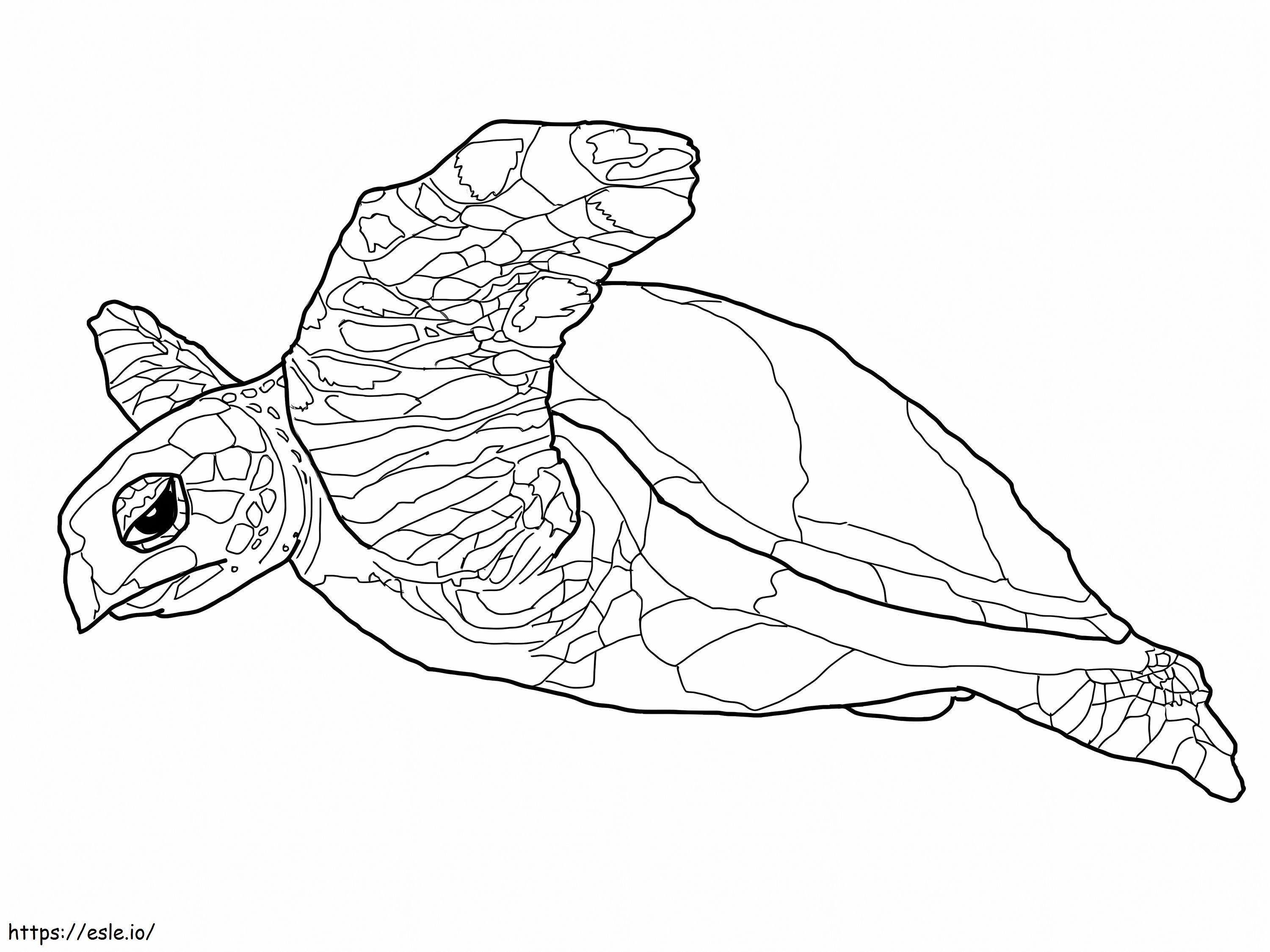 Awesome Turtle coloring page