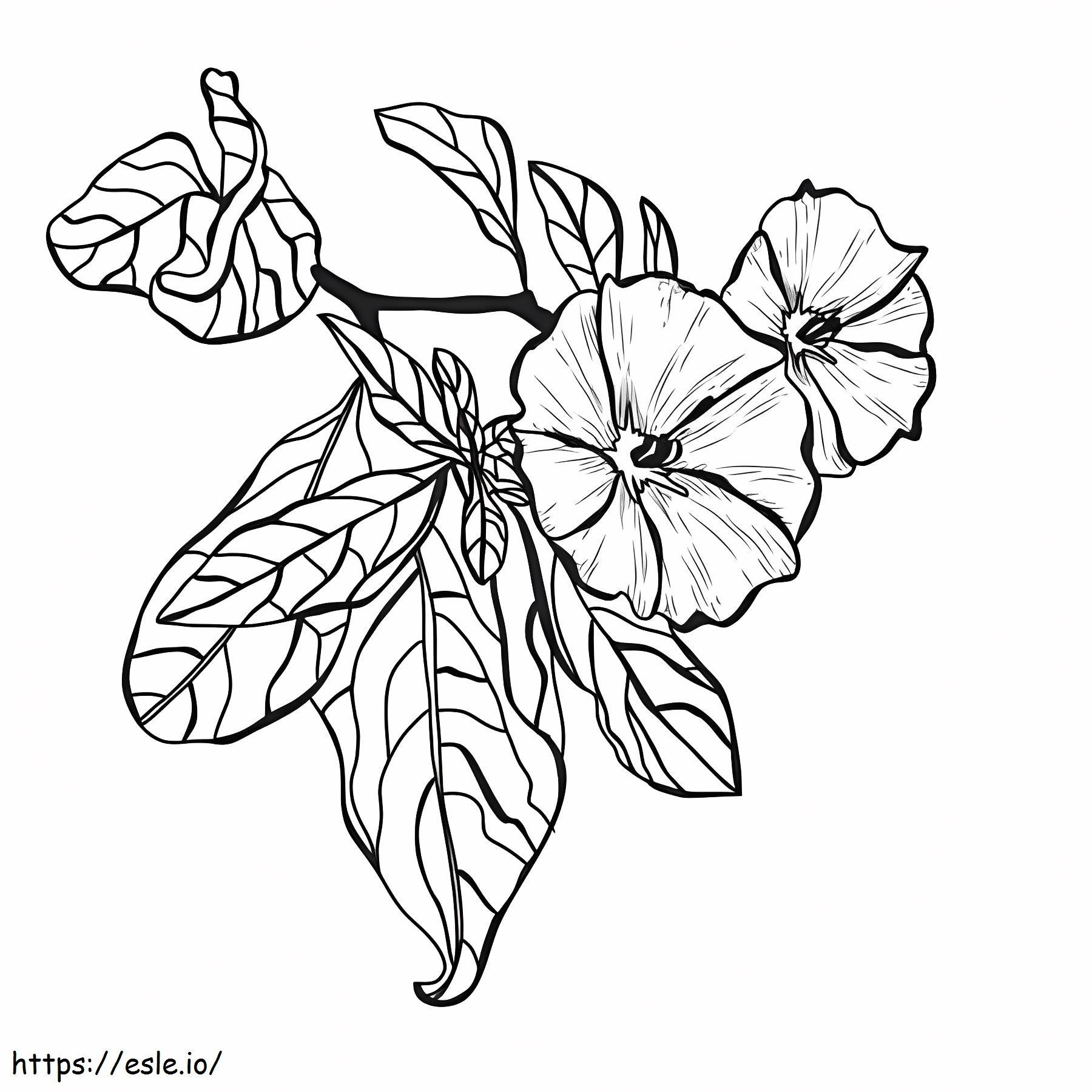 Great Clematis coloring page
