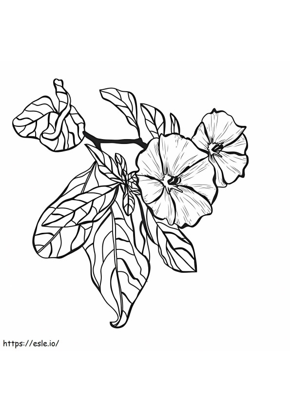 Great Clematis coloring page