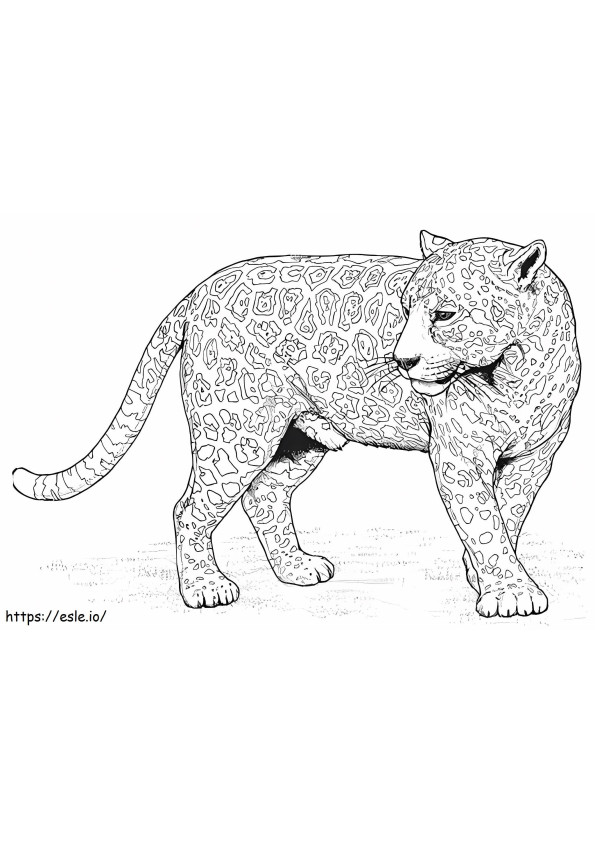 Normal Panther coloring page