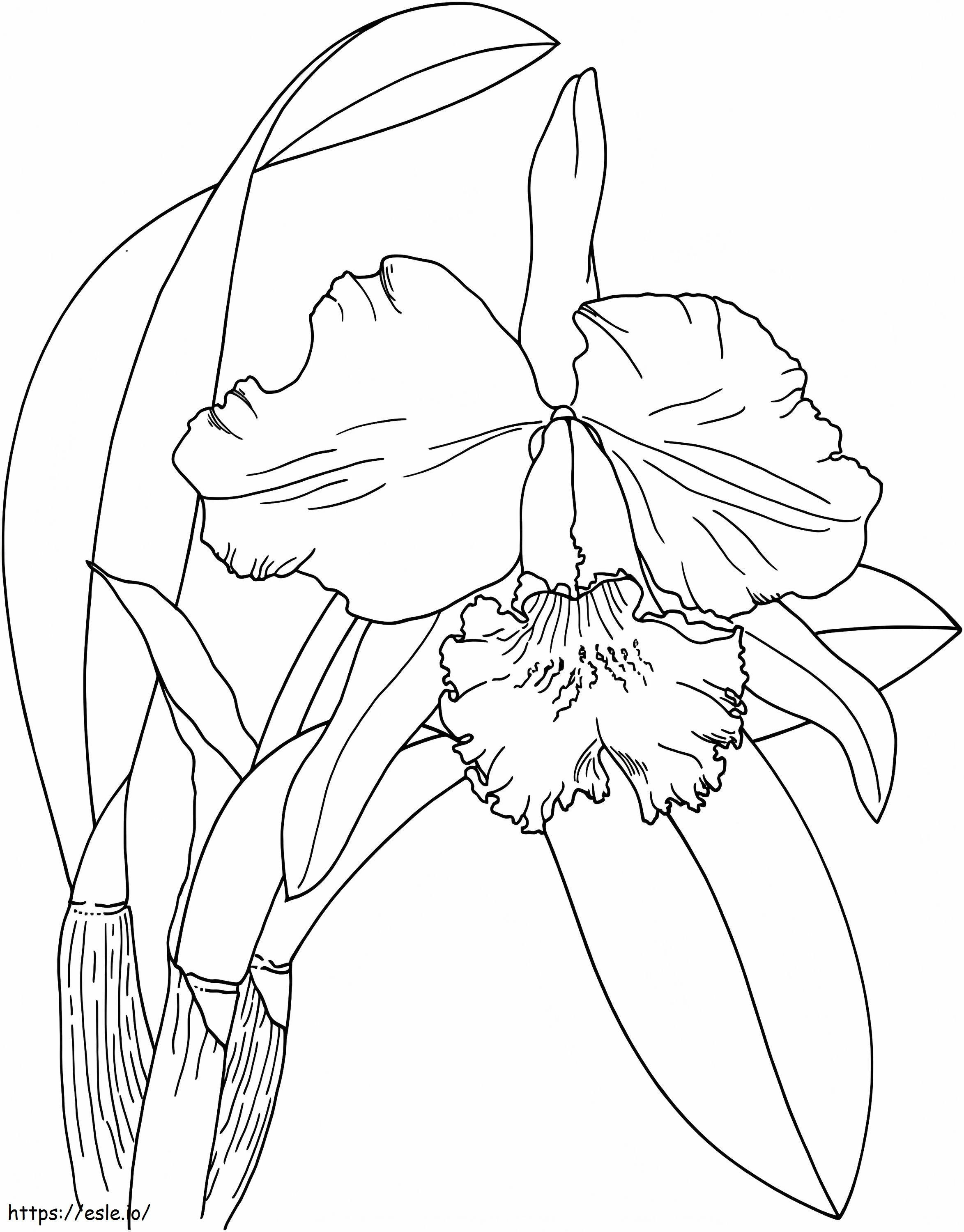 Orkidean kukka värityskuva