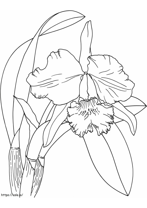 Orkidean kukka värityskuva