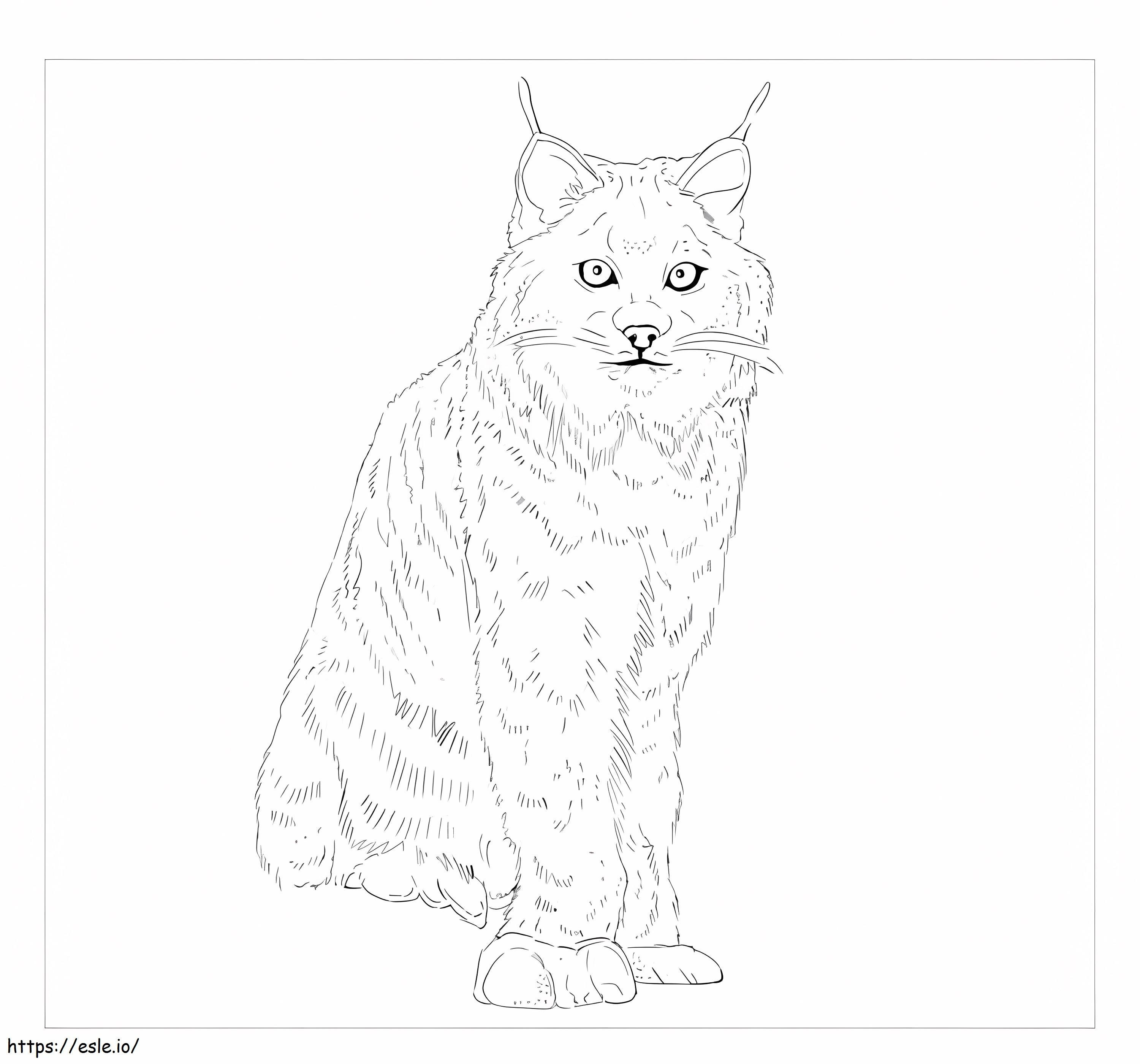 Coloriage Lynx du Canada assis à imprimer dessin