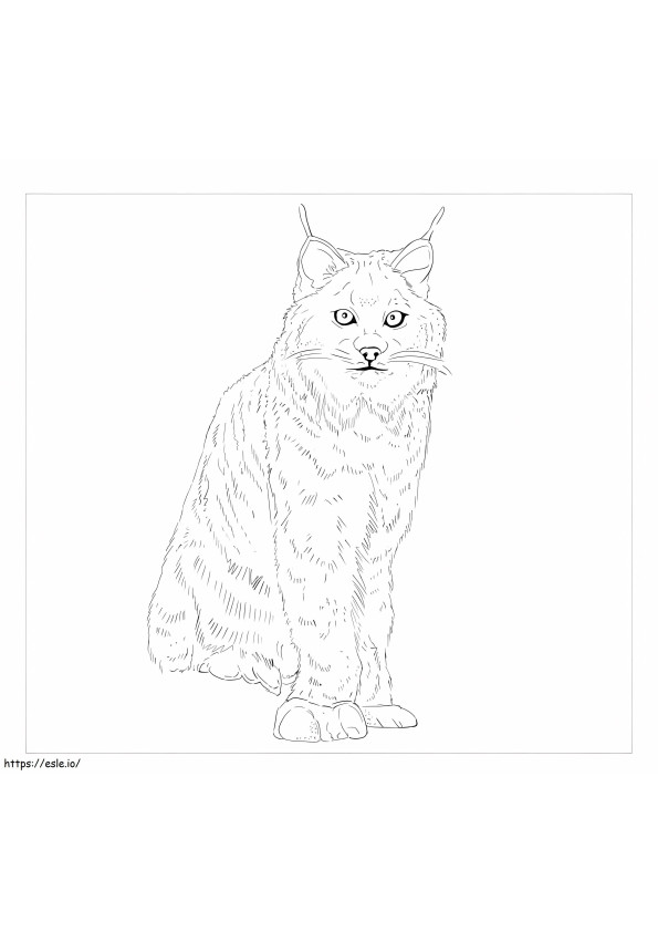 Coloriage Lynx du Canada assis à imprimer dessin