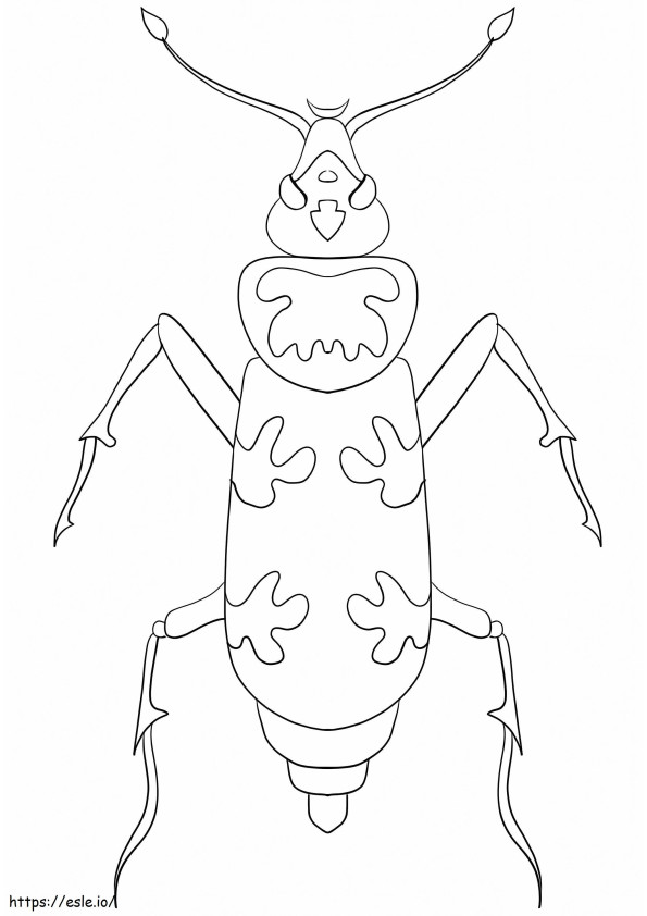 Burying Beetle coloring page
