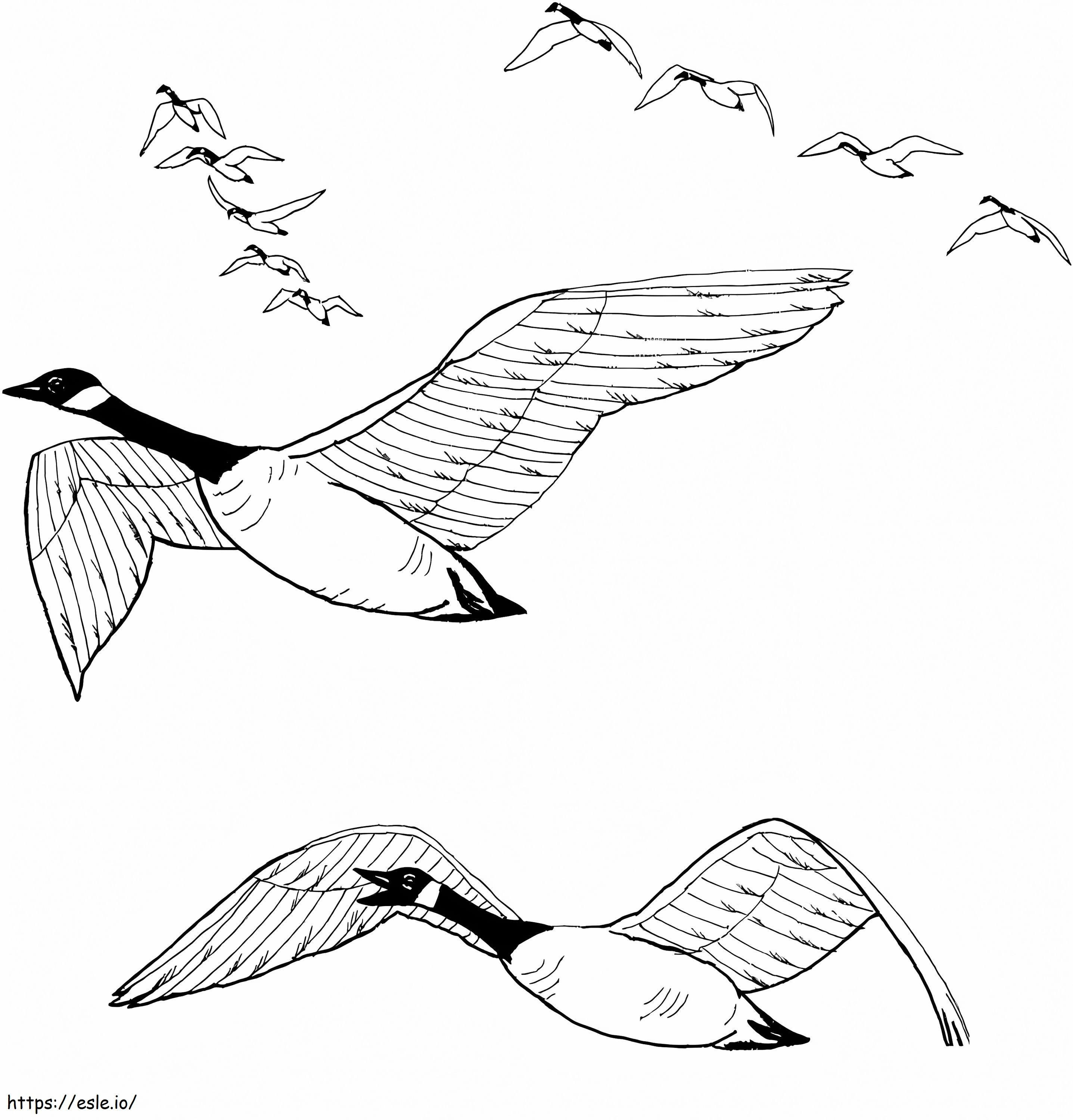 Flock Of Canada Geese coloring page