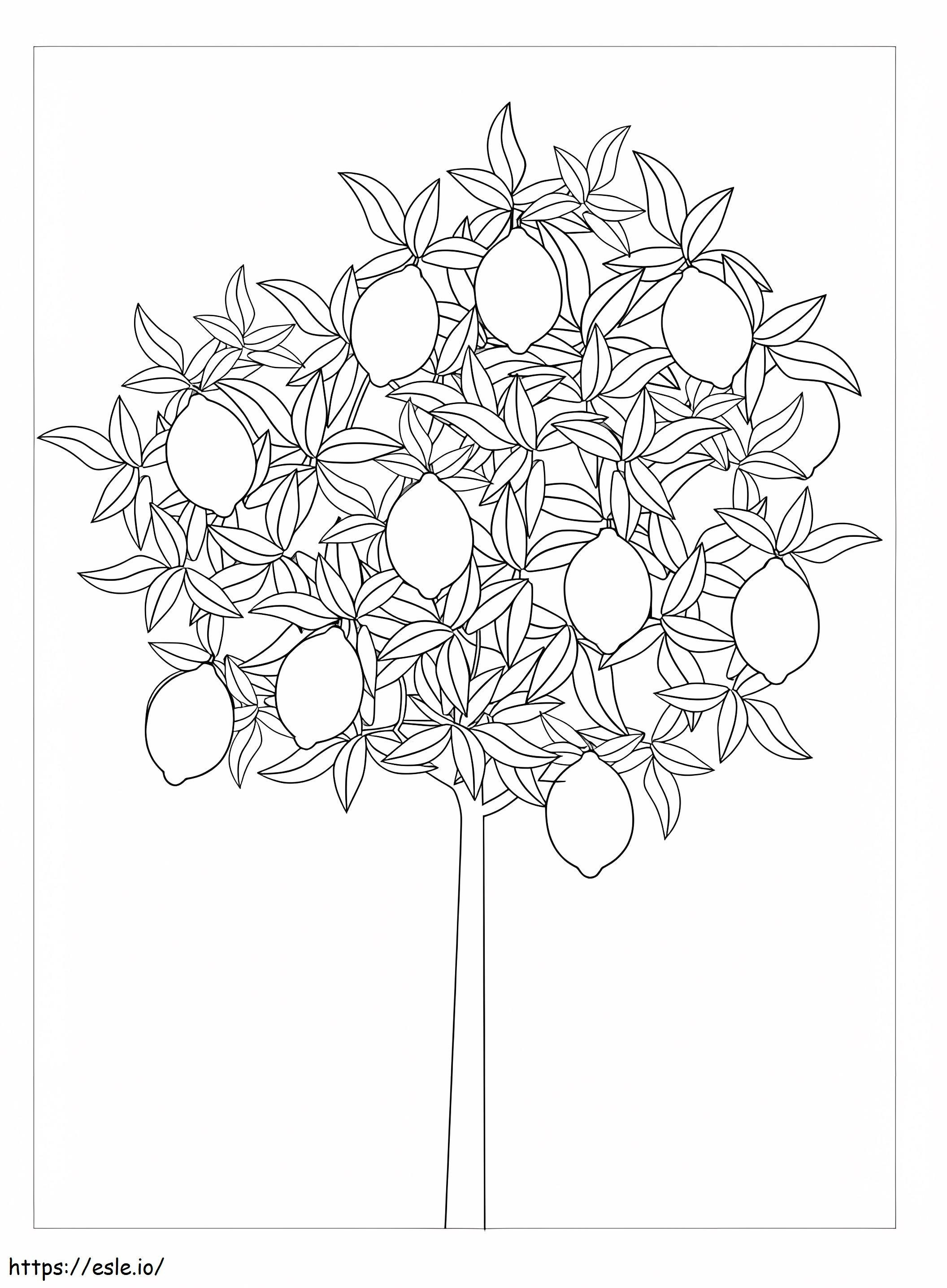 Lemon Tree coloring page