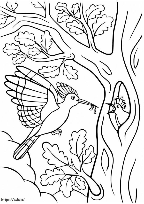 Mother Hoopoe And Baby coloring page