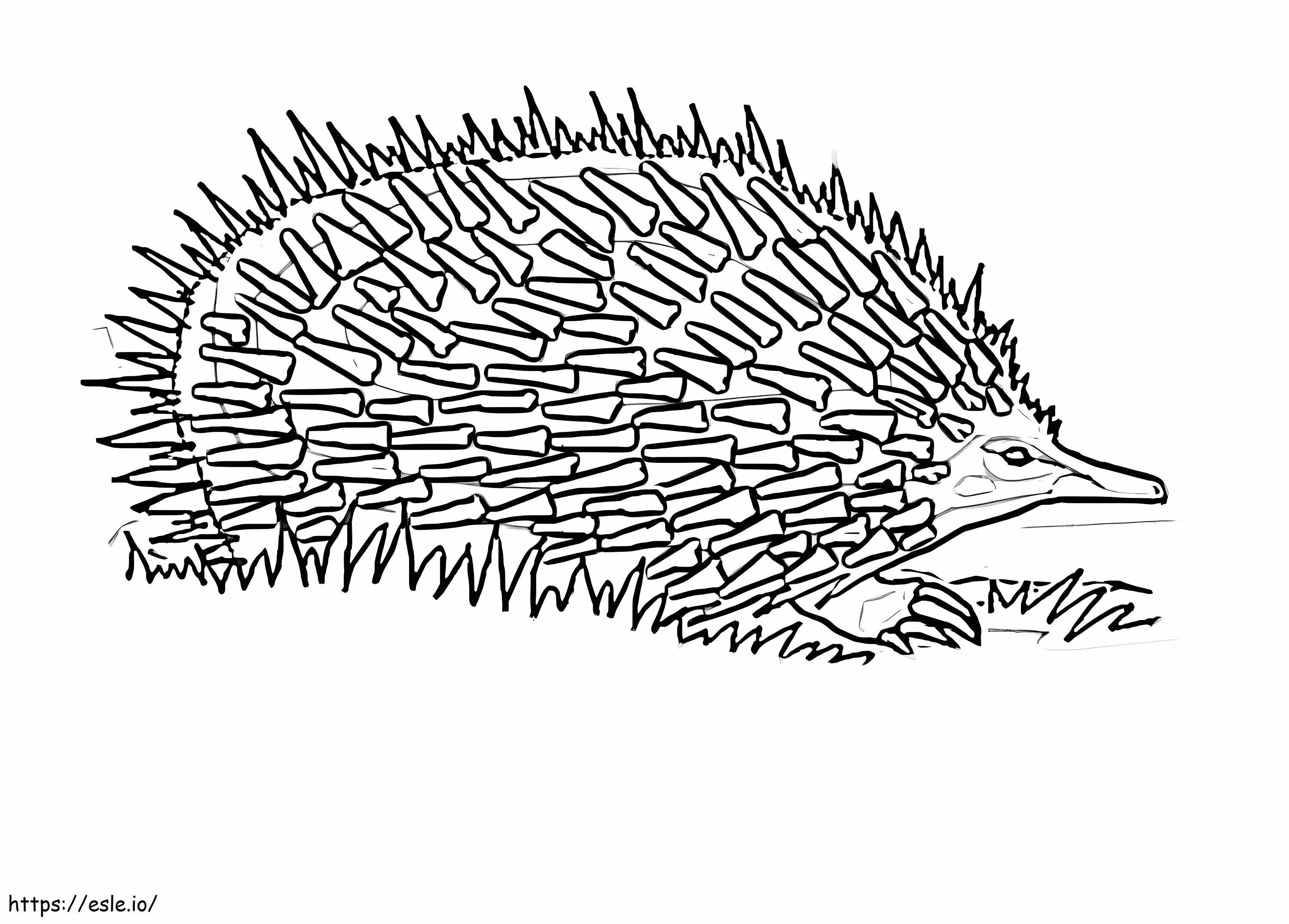 Free Echidna coloring page