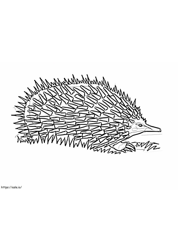 Free Echidna coloring page