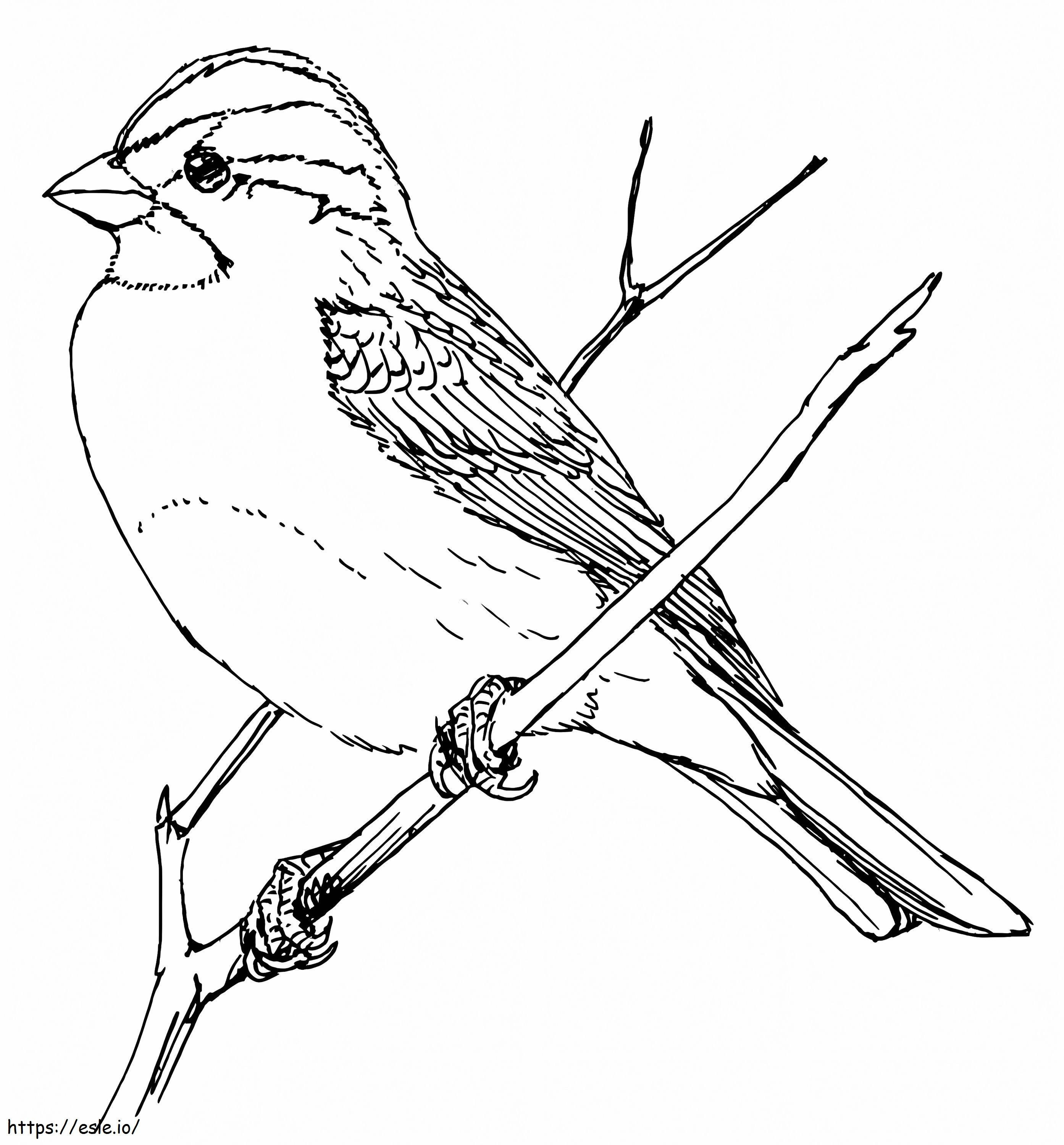 Vrabia cu gâtul alb de colorat