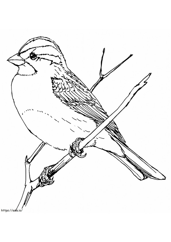 Sparrow Tenggorokan Putih Gambar Mewarnai