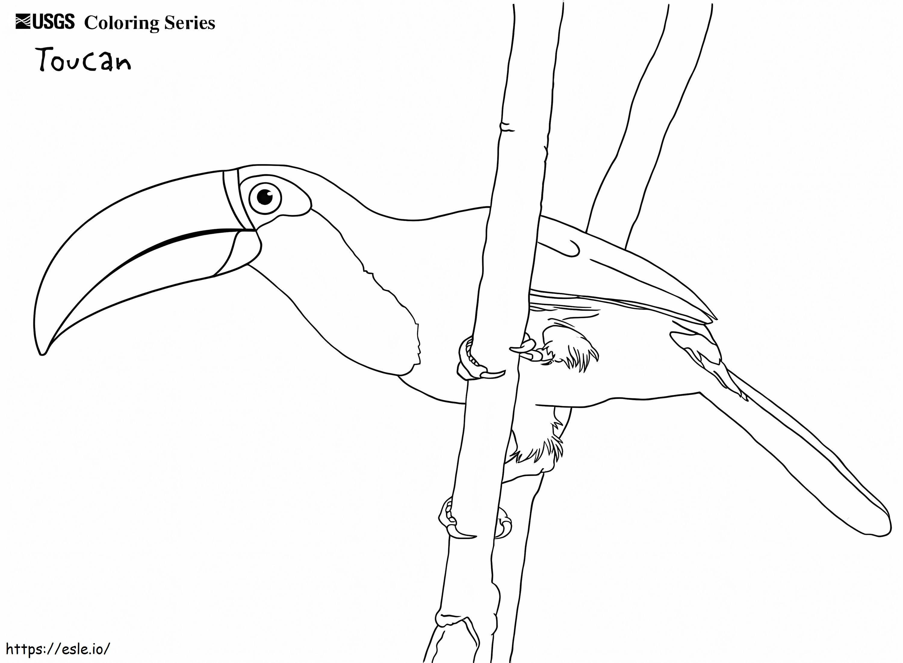 Coloriage Toucher le toucan à imprimer dessin