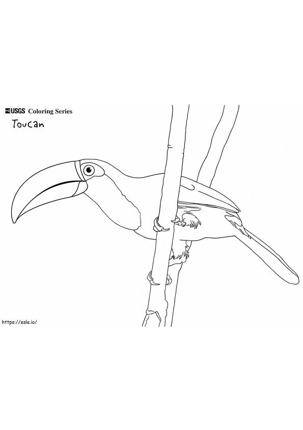 Coloriage Toucher le toucan à imprimer dessin