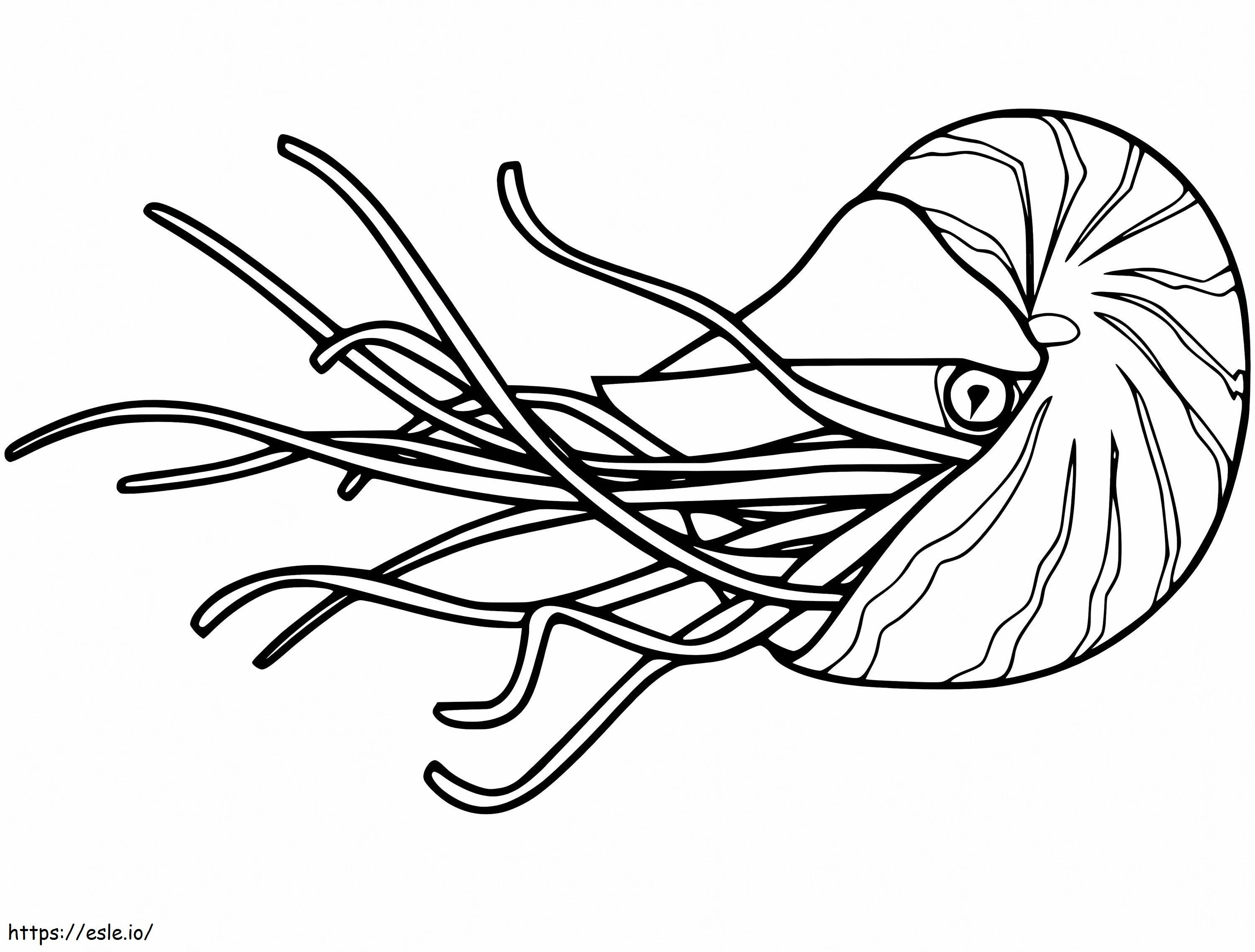 Coloriage Nautilus normal à imprimer dessin
