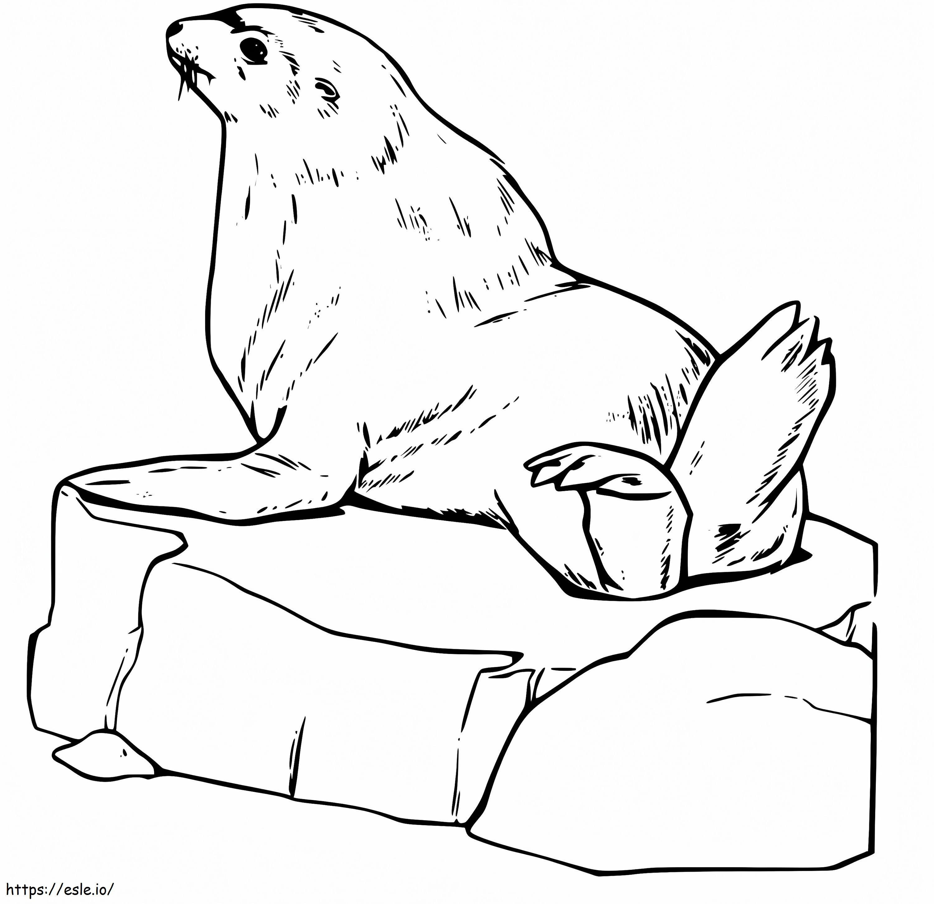 A Sea Lion On Ice coloring page
