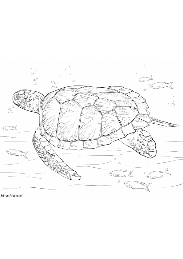 Green Sea Turtle coloring page