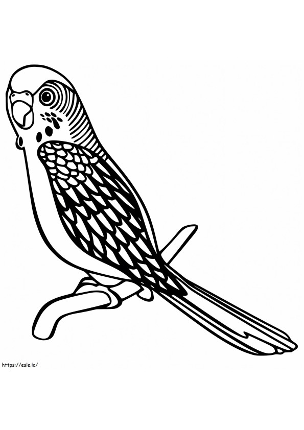Free Parakeet coloring page