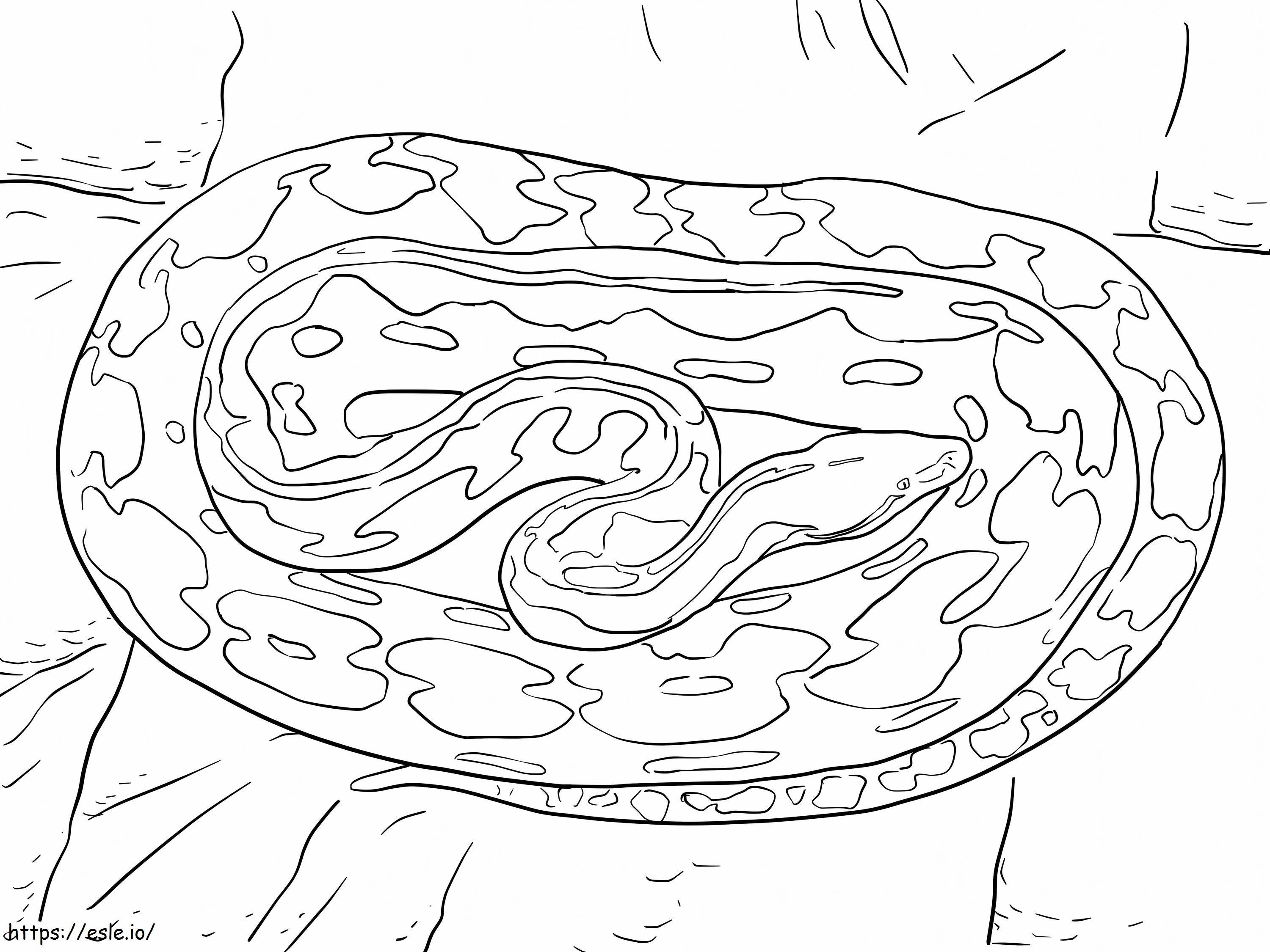 Reticulated Python coloring page