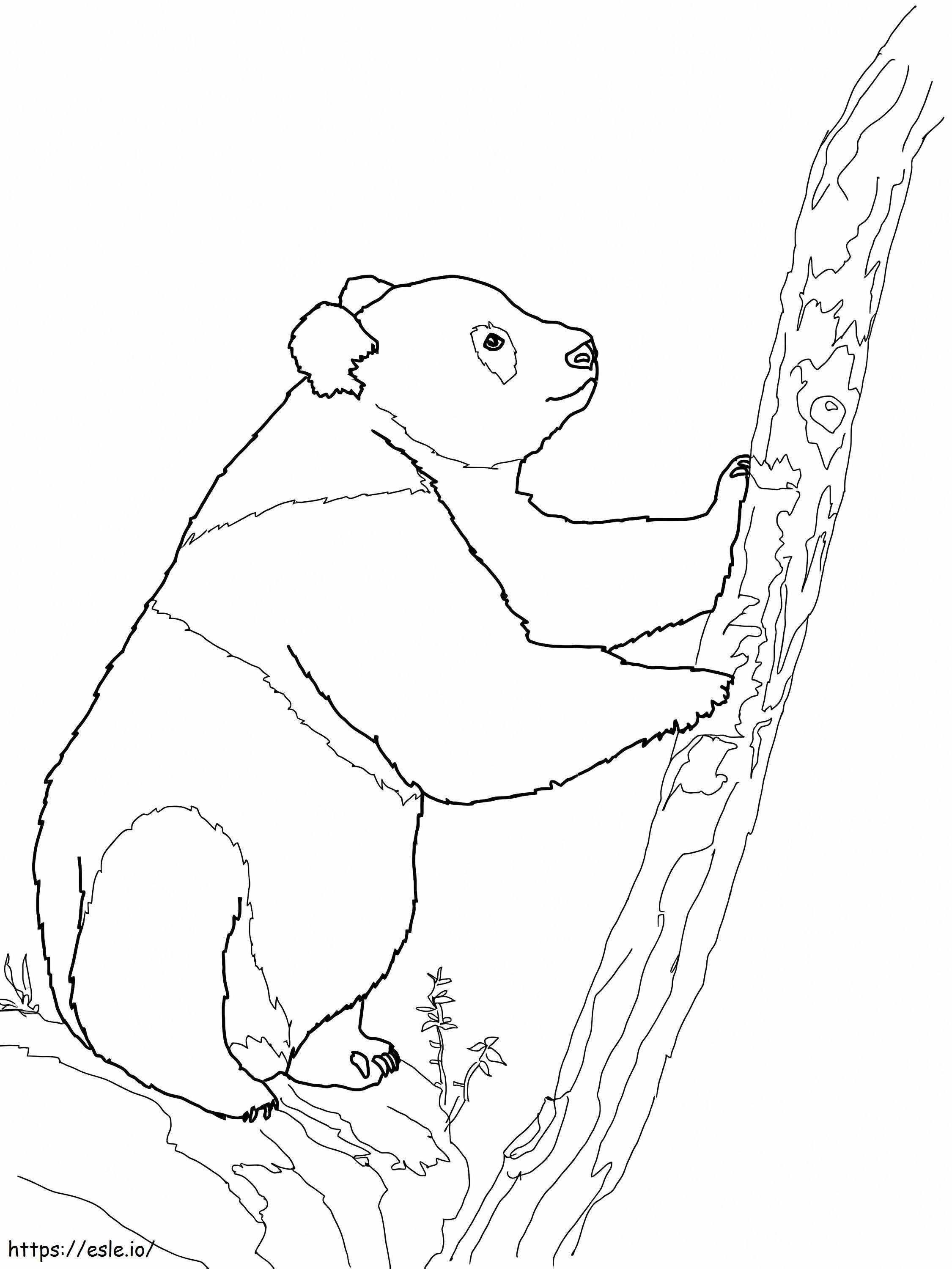 Oso panda gigante para colorear