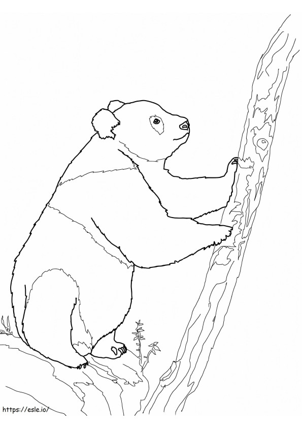 Oso panda gigante para colorear