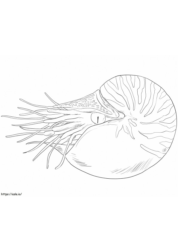 Realistic Nautilus coloring page