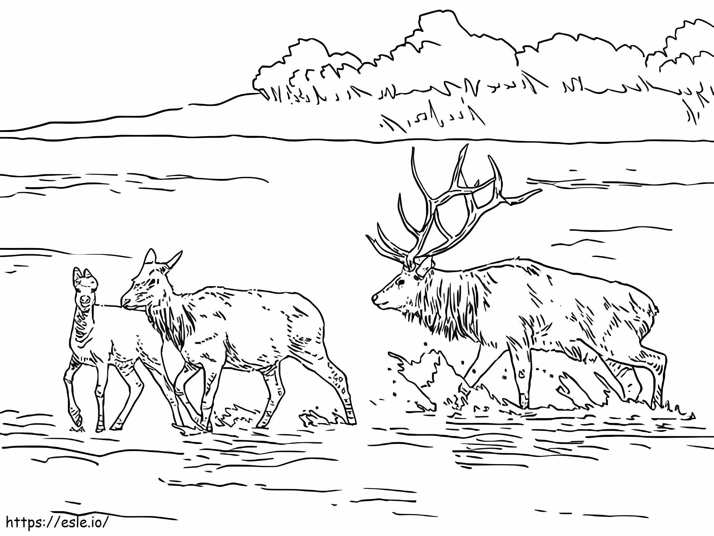 Moose Di Danau Dangkal Gambar Mewarnai
