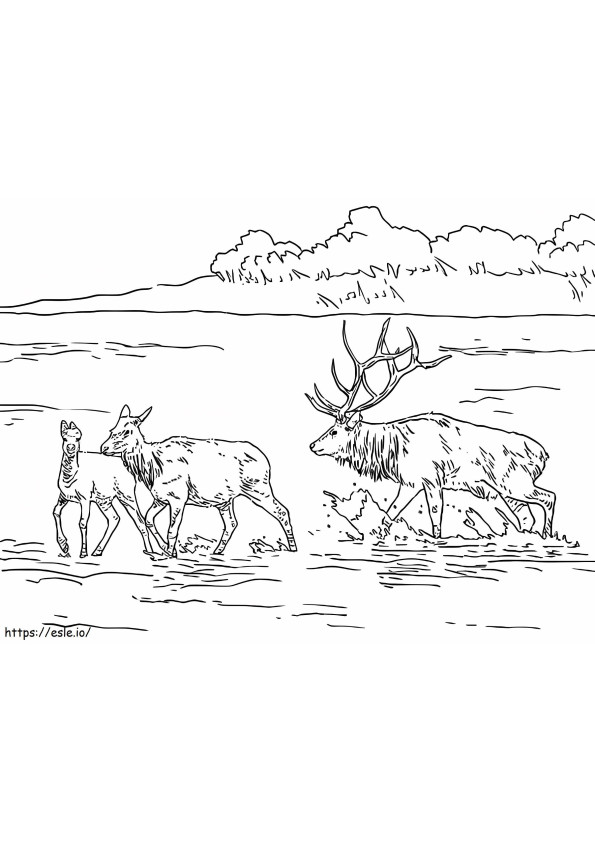 Moose In The Shallow Lake coloring page