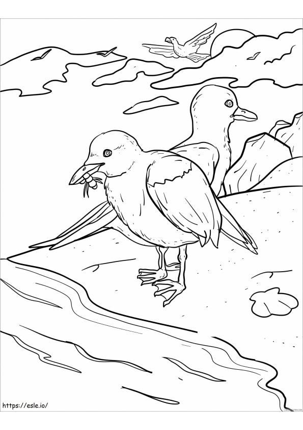 Seagull Eating