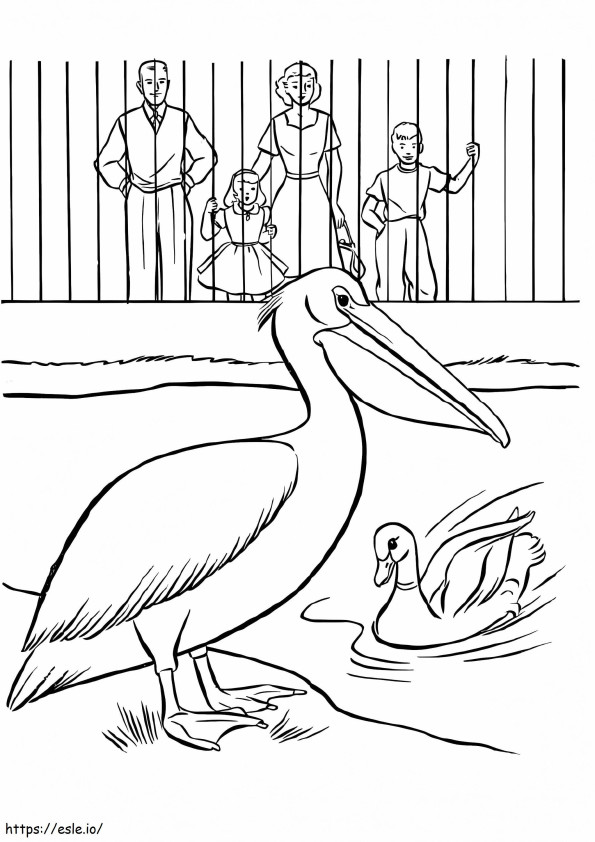Coloriage Pélican et canard dans un zoo à imprimer dessin