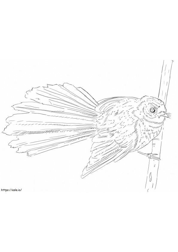 New Zealand Fantail coloring page