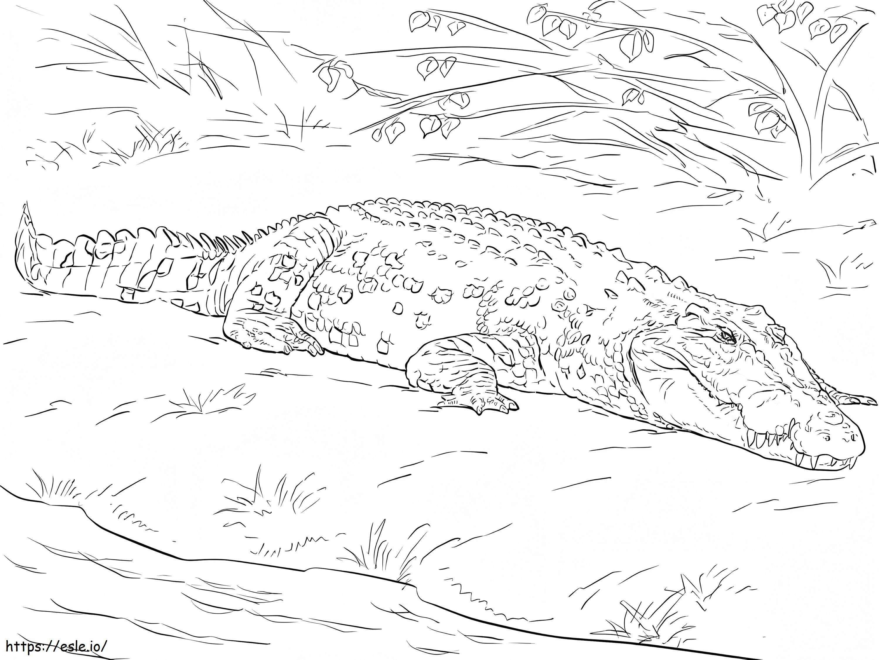 Suolaisen veden krokotiili värityskuva