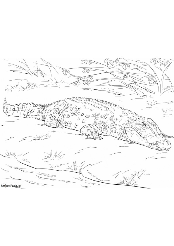 Coloriage Crocodile d'eau salée à imprimer dessin