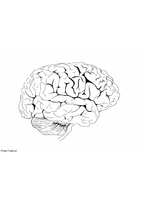 Cérebro Humano 13 para colorir