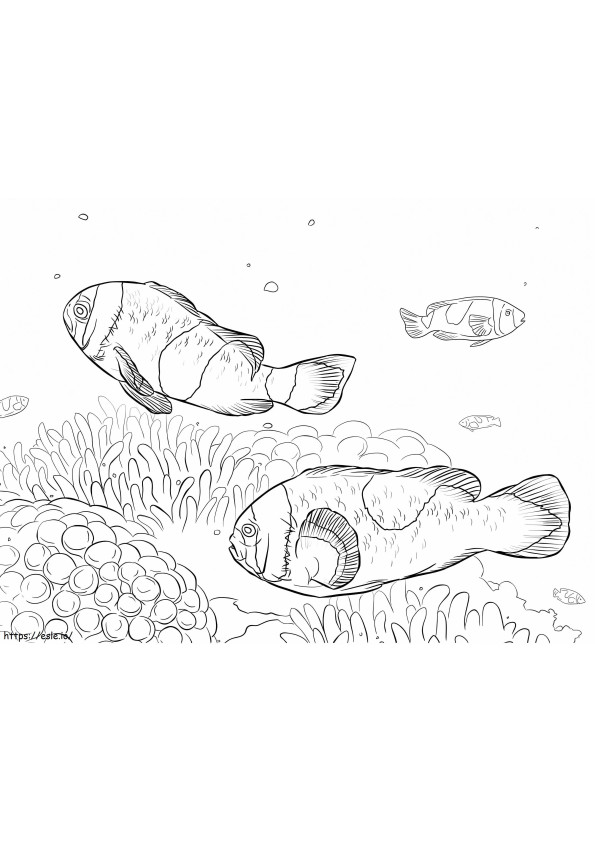 Zadelrug anemoonvissen kleurplaat