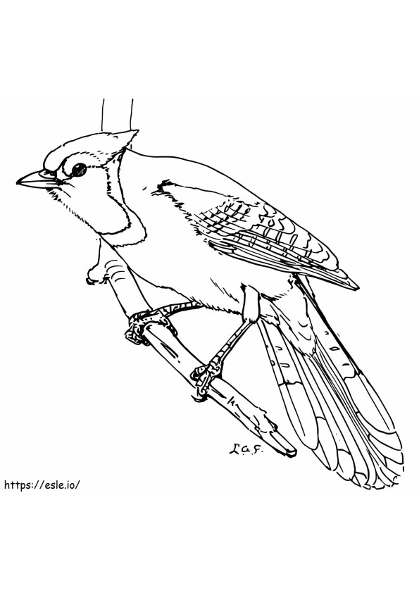 Jay Bird Normal