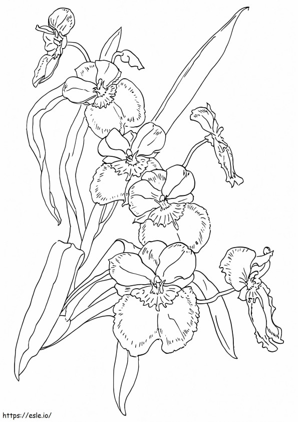Free Printable Orchid coloring page