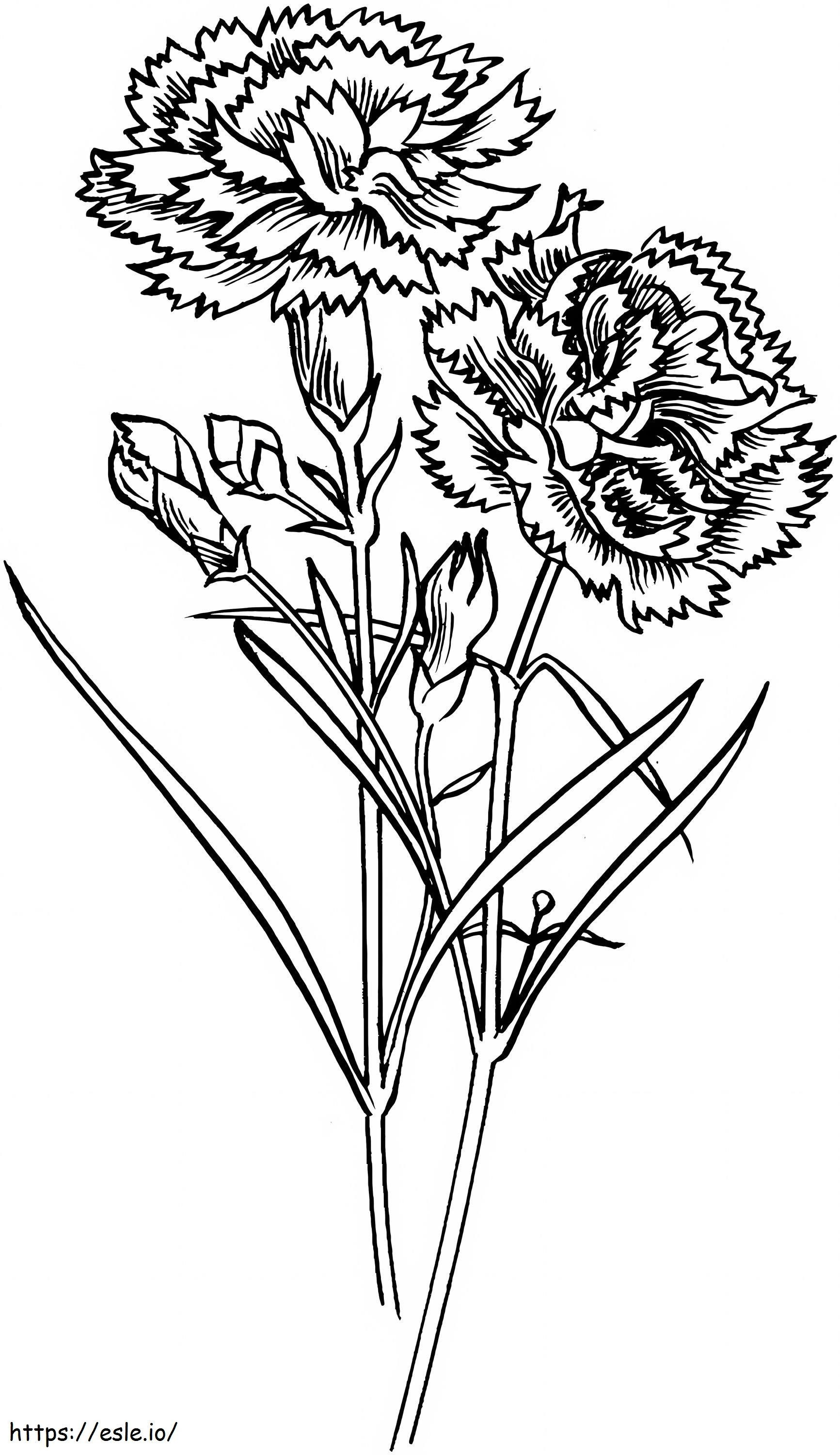 Two Carnation coloring page
